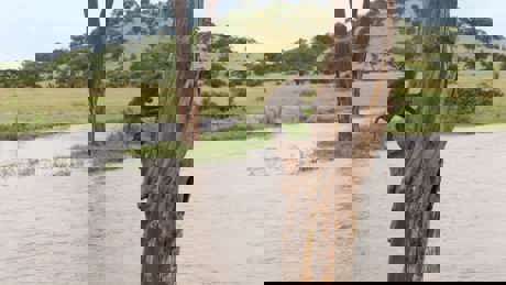 Serengeti II 02 003