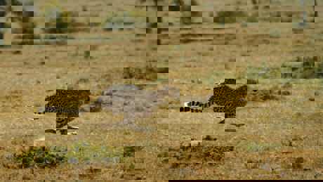 Watch Big Cat Month 2022 from Sunday, 6 February on National Geographic Wild (DStv Channel 182) on DStv