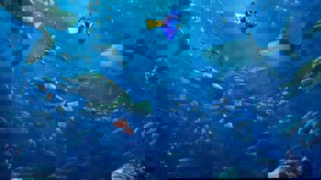 Finding Dory 2016