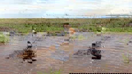 Serengeti II 02 015