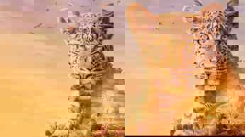 From Serengeti to outer space on DStv, 12-18 November  