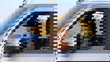 Flirt The Golden Retriverjpg