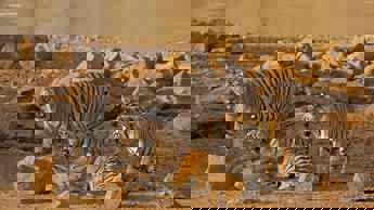 Making Tiger Queen of Taru on National Geographic Wild (DStv channel 182)