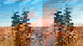 Mr. Bones 3: Son of Bones trailer released