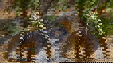 Asias Wild Secrets