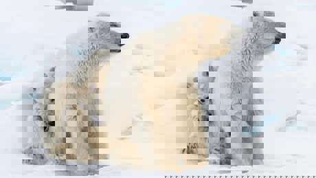 Frozen Planet II 01 003
