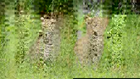 Serengeti II 01 013