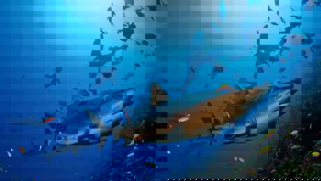 Shark Eden 43.JPG