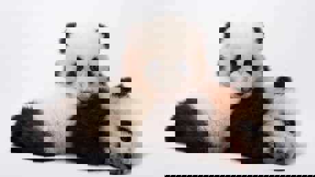 Photo Ark Rarest Creatures