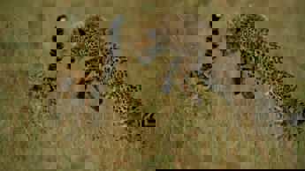 February highlights on DStv Access