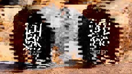 Sloth Bears Birth Of A Prince