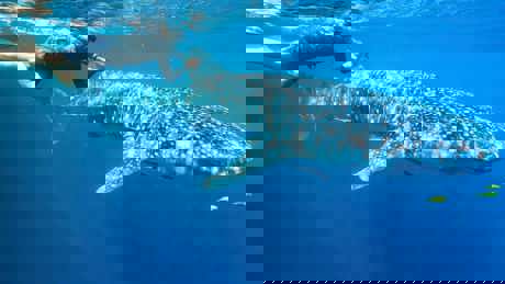 Perpetualplanetheroesoftheoceans UHD 09