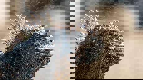 A Perfect Planet Ep04 Oceans 04 004 Embargoed Until 0001 Gmt 19 December 2020