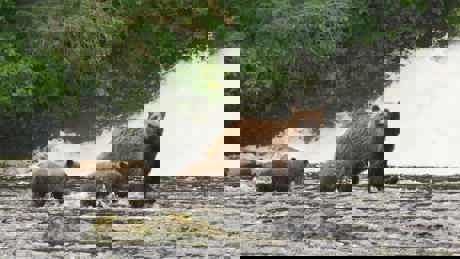 Eden Untamed Planet 06 004