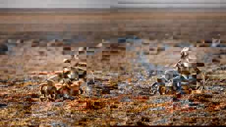 Perfect Planet The Sun 02 010 1