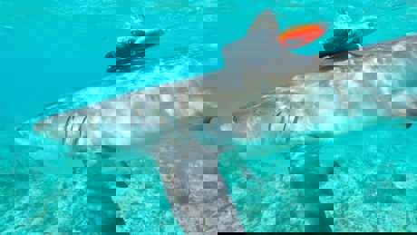 Animals With Cameras 2 00 001