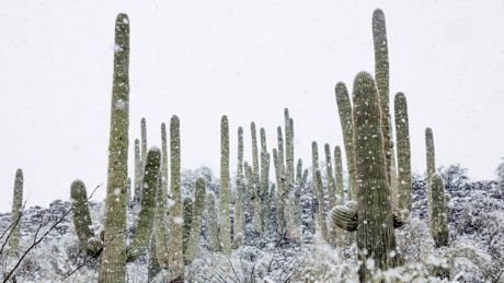 Watch The Green Planet Season 1, Sundays at 16:00 on BBC Earth (DStv Channel 184)