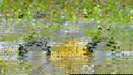 Africa's Deadliest Swamps