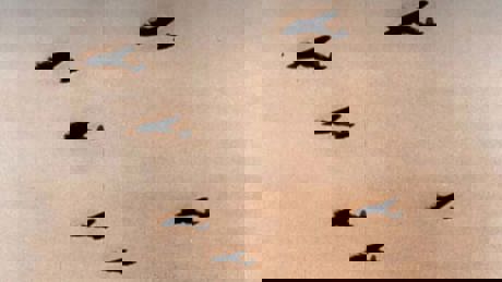 Nazis At The Nuremberg The Lost Testimony